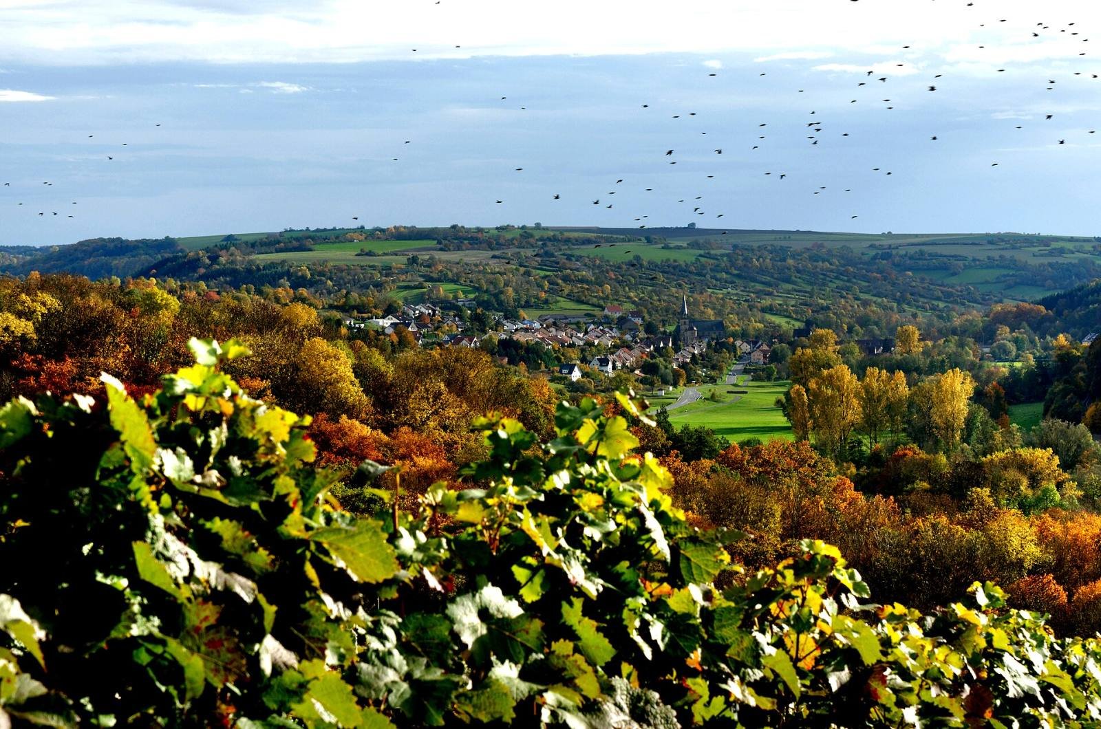 Autumn vineyards on the Karlsberg above Weikersheim, with the town in the valley below