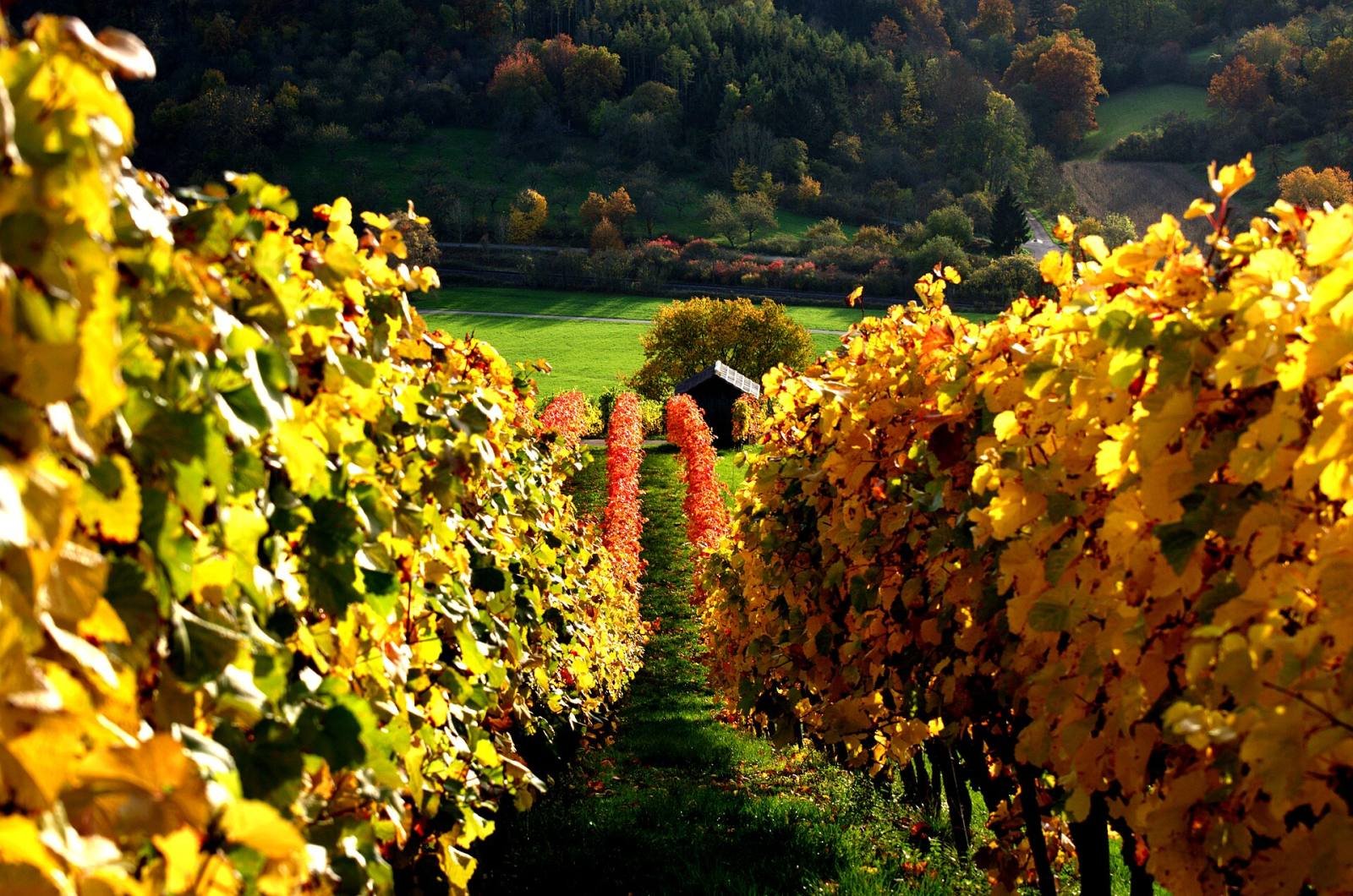 Rows of vines in autumn colours on a hillside in the Tauber valley near Weikersheim